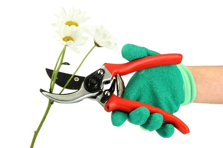 cutting flower with pruning shears   isolated on whiteの写真素材