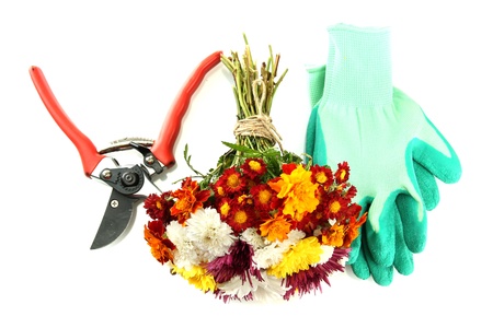 Secateurs with flowers isolated on whiteの写真素材