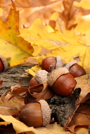brown acorns on autumn leaves, close upの写真素材