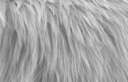White fur texture, close-up.Useful as background