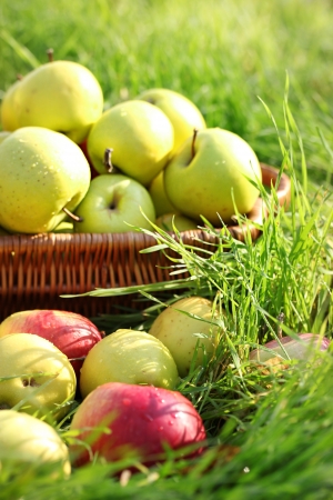 basket of fresh ripe apples in garden on green grassの写真素材