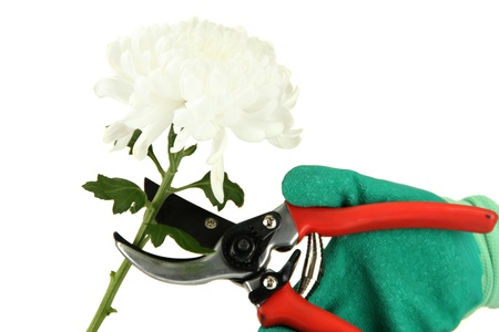 cutting flower with pruning shears   isolated on whiteの写真素材