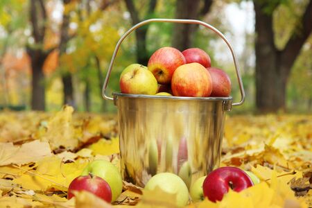 pail of fresh ripe apples in garden on autumn leavesの写真素材