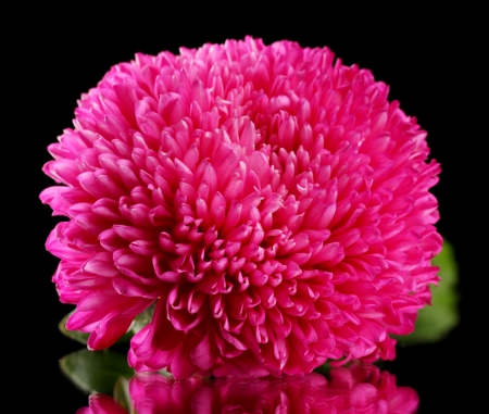 beautiful aster flower, on black backgroundの写真素材