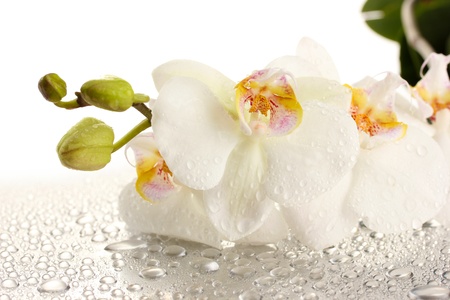 white beautiful orchid with dropsの写真素材