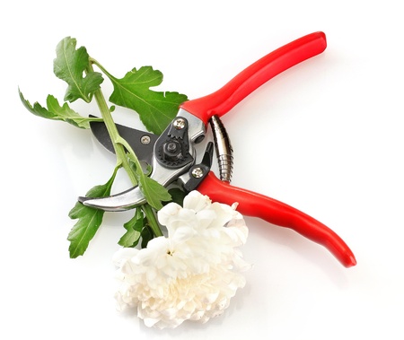 Secateurs with flower isolated on whiteの写真素材