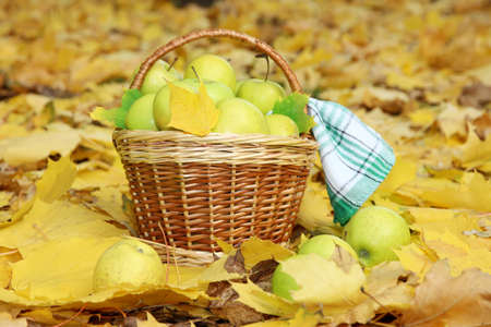 basket of fresh ripe apples in garden on autumn leavesの写真素材