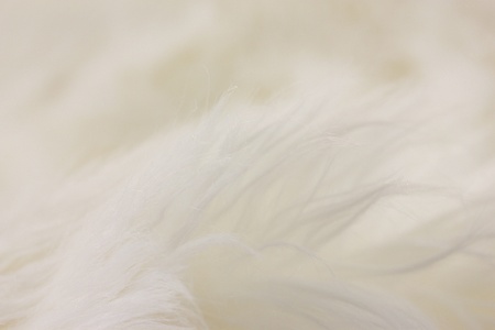 White fur texture, close-up.Useful as background