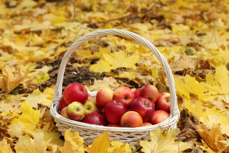 basket of fresh ripe apples in garden on autumn leavesの写真素材