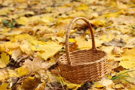 empty basket in garden on autumn leavesの写真素材