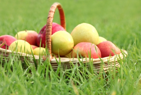 basket of fresh ripe apples in garden on green grassの写真素材