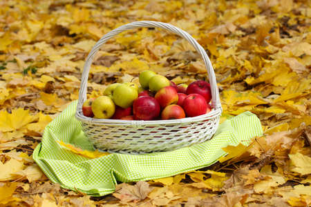 basket of fresh ripe apples in garden on autumn leavesの写真素材