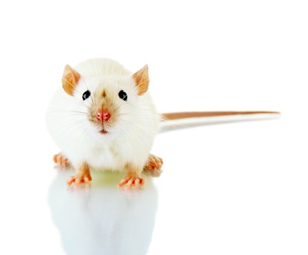 funny little rat, isolated on whiteの写真素材