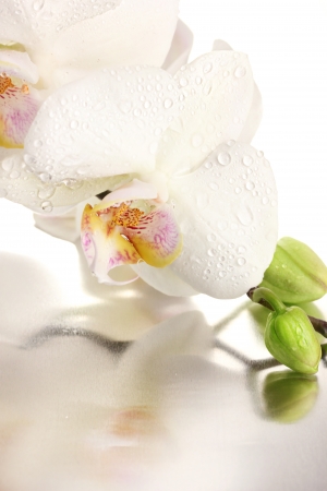 beautiful orchid, isolated on whiteの写真素材