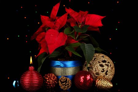 Beautiful poinsettia with christmas balls on Christmas lights backgroundの写真素材