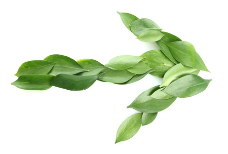 arrow of beautiful green leaves, isolated on whiteの写真素材