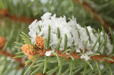 fir tree branch with snow, close up