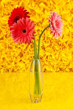 Beautiful gerber in vase on yellow decorative backgroundの写真素材