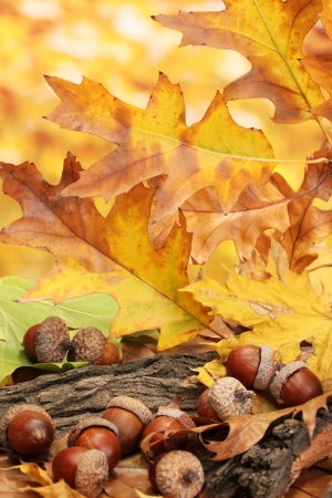 brown acorns on autumn leaves, close upの写真素材