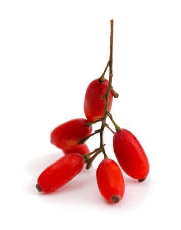 ripe barberries on branch isolated whiteの写真素材