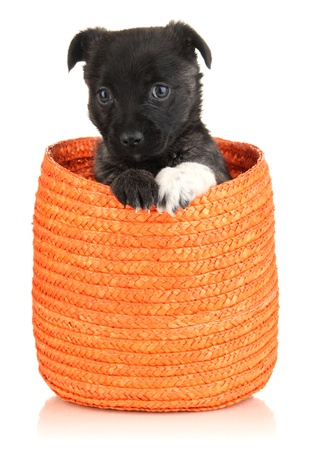 Cute puppy in basket isolated on whiteの写真素材