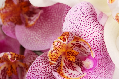 beautiful orchids, close upの写真素材