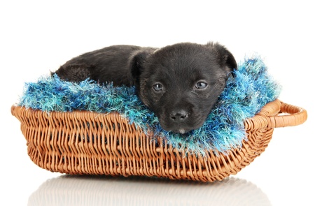 Cute puppy in basket isolated on whiteの写真素材
