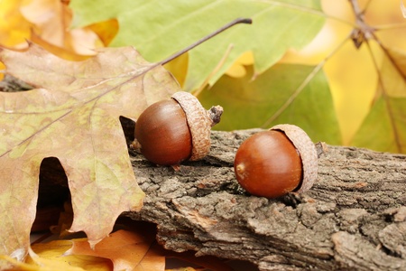 brown acorns on autumn leaves, close up