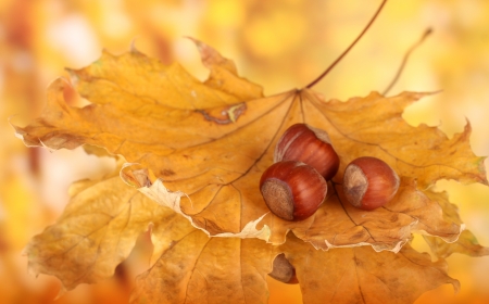 Autumn leaves on bright background, macro close upの写真素材