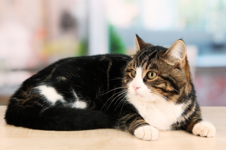 cat on table in roomの写真素材
