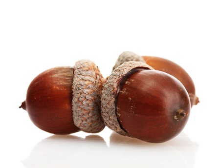 brown acorns, isolated on whiteの写真素材