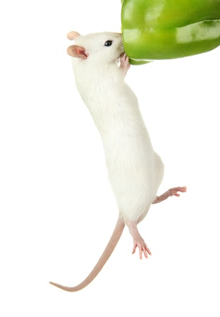 funny little rat with papper, isolated on whiteの写真素材