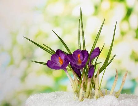 Beautiful purple crocuses on snow, on green background