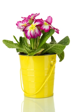 Beautiful pink primula in 
pail, isolated on whiteの写真素材