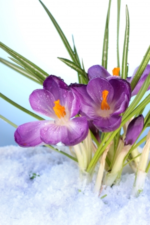 Beautiful purple crocuses on snow, on blue backgroundの写真素材