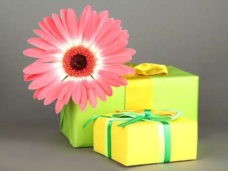 Beautiful Gerber flower with gifts on grey backgroundの写真素材