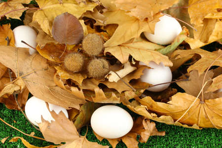 Easter eggs hidden in leavesの写真素材