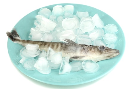 Frozen fish in plate with ice isolated on white
