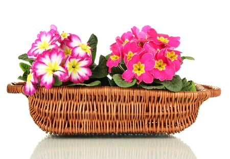 Beautiful pink primulas in basket, isolated on whiteの写真素材