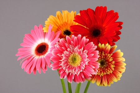 Beautiful Gerber flowers on grey backgroundの写真素材