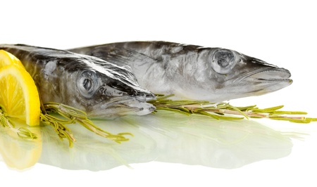 Fishes isolated on whiteの写真素材