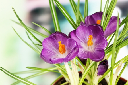 Beautiful purple crocuses, close upの写真素材