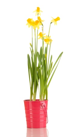 Beautiful yellow daffodils in flowerpot isolated on whiteの写真素材