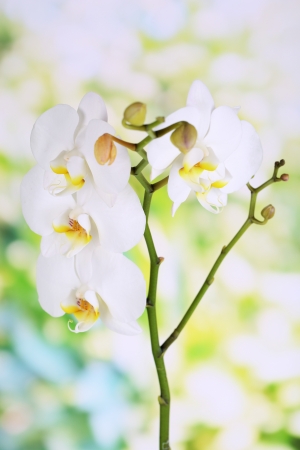 Gentle beautiful orchid on natural backgroundの写真素材