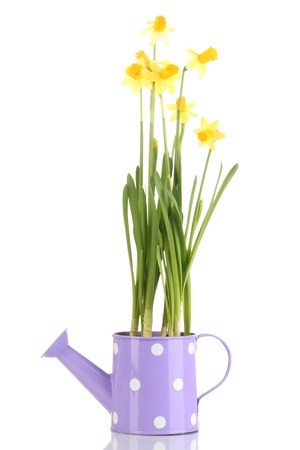 Beautiful yellow daffodils in watering can isolated on whiteの写真素材