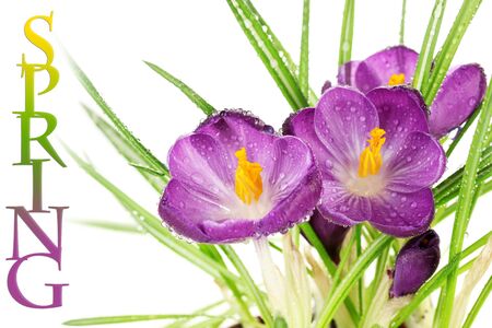 Beautiful purple crocuses close-upの写真素材