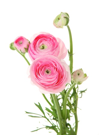 Ranunculus (persian buttercups), isolated on whiteの写真素材