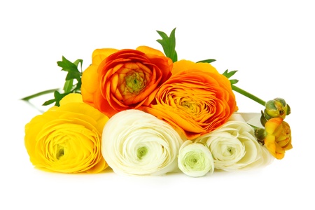 Ranunculus (persian buttercups), isolated on white