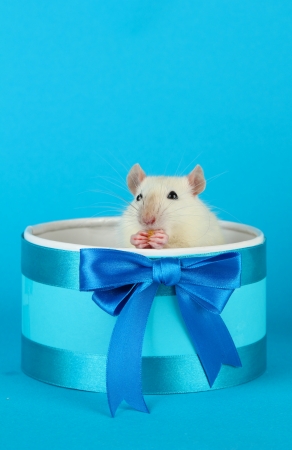 funny little rat in gift box, on blue backgroundの写真素材