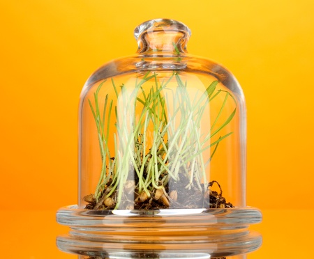 Grass under glass cover on yellow backgroundの写真素材